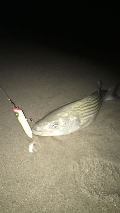 north jersey saltwater fishing report.